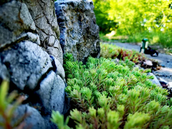 Mousse Sur Les Rochers Dans Forêt — Photo