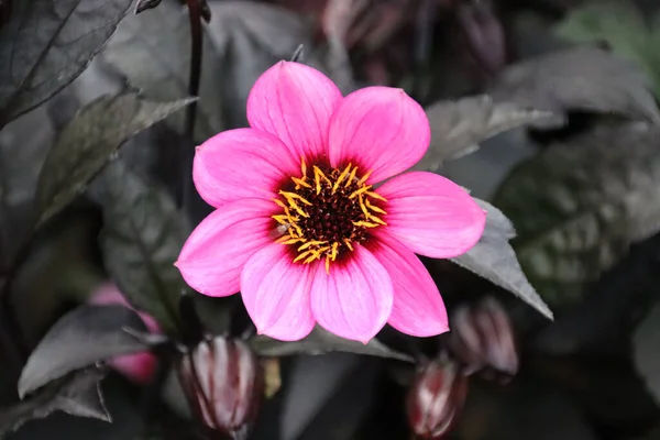 Botanischer Schuss Schöne Blüten — Stockfoto