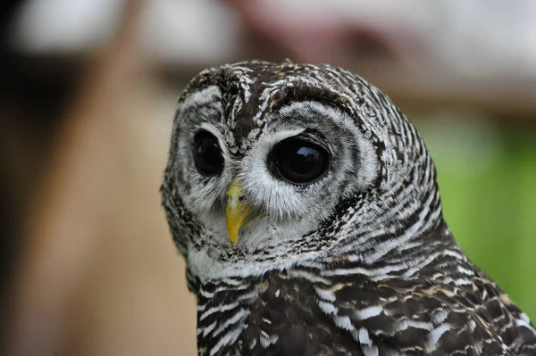 stock image close-up of an owl