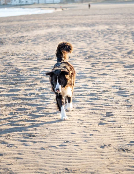 在海滩上奔跑的狗 — 图库照片