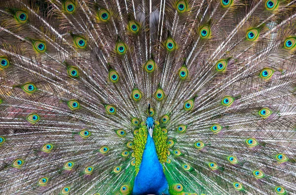 깃털이 아름다운 — 스톡 사진