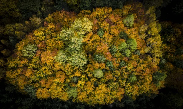 Aerial View Forest Autumn Season — Stock Photo, Image