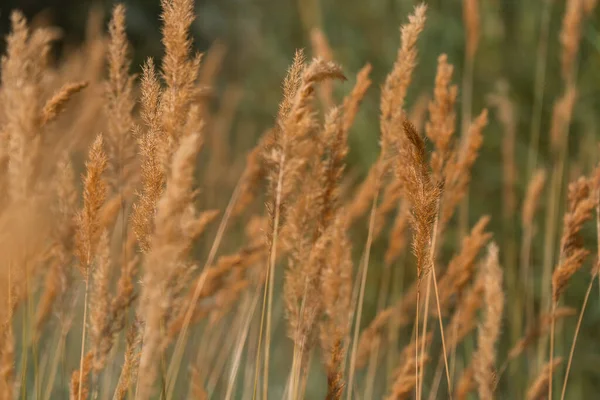 Beautiful Golden Wheat Field Summer — Stock Photo, Image