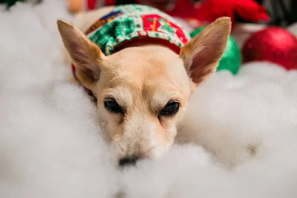 Schattig Hond Kerst Hoed — Stockfoto