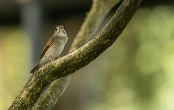 Een Vogel Een Tak Van Een Boom — Stockfoto