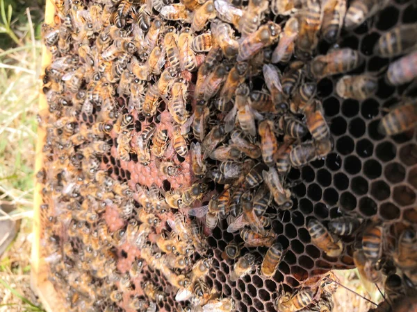 Zbliżenie Pszczół Ulu — Zdjęcie stockowe