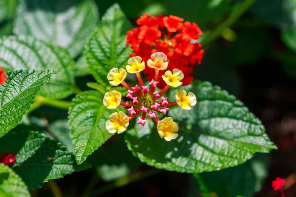 Bel Colpo Botanico Carta Parati Naturale — Foto Stock