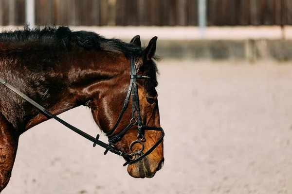 Zblízka Pohled Hnědého Koně — Stock fotografie