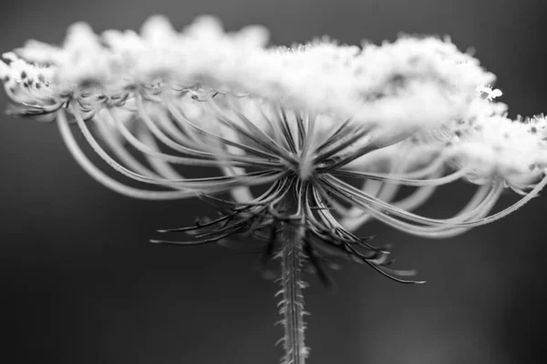 美しい植物画 自然壁紙 — ストック写真