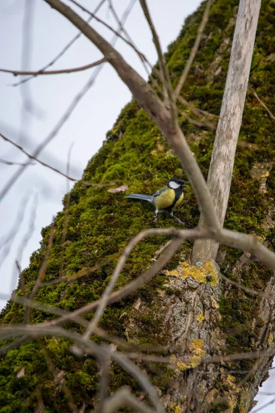 小さな鳥を間近に見ることができます — ストック写真