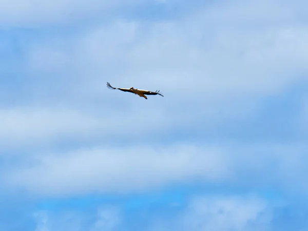 Uno Stormo Uccelli Che Volano Nel Cielo — Foto Stock