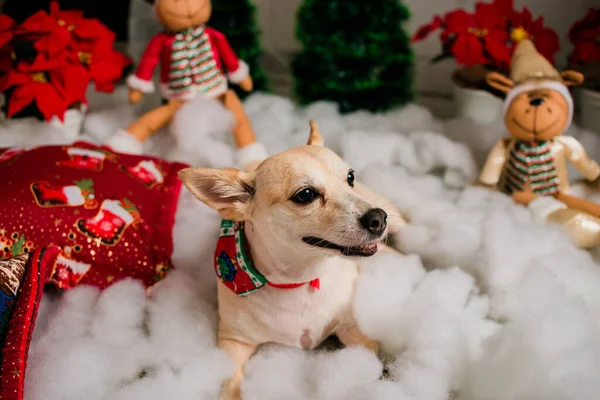 Schattig Hondje Met Kerst Decoraties — Stockfoto