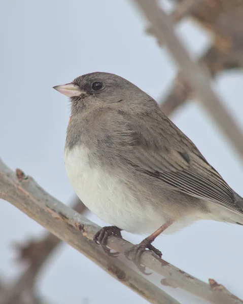 Pájaro Una Rama — Foto de Stock