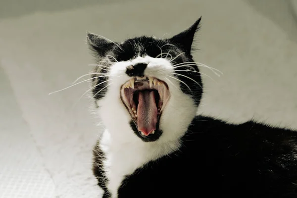 Gato Blanco Negro —  Fotos de Stock