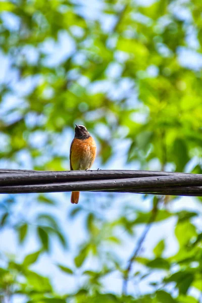 Птах Сидить Гілці Дерева Лісі — стокове фото