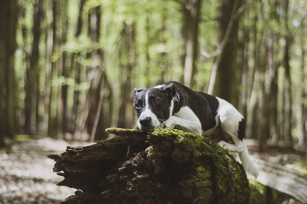 Hund Wald Tier — Stockfoto