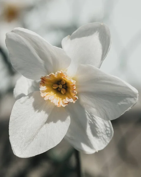 庭の白い花 — ストック写真