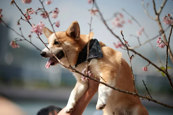 Hond Het Park Dier — Stockfoto