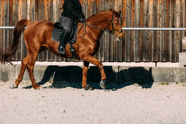 Cavalo Paddock — Fotografia de Stock