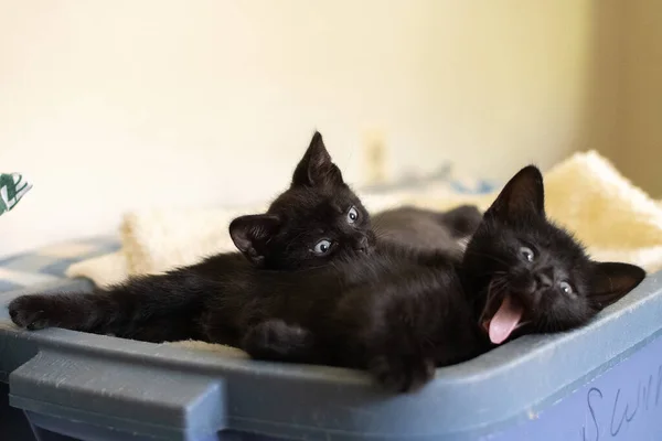 Preto Branco Gato Deitado Chão — Fotografia de Stock