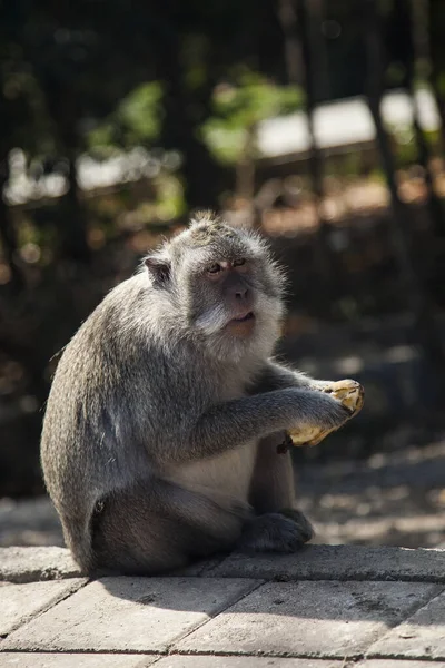 Μαϊμού Που Κάθεται Στο Βράχο — Φωτογραφία Αρχείου
