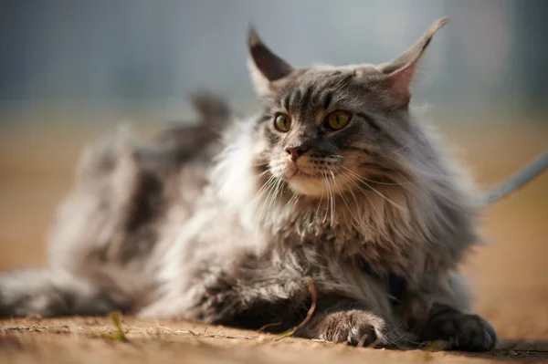 Lindo Gato Con Amarillo Ojos — Foto de Stock