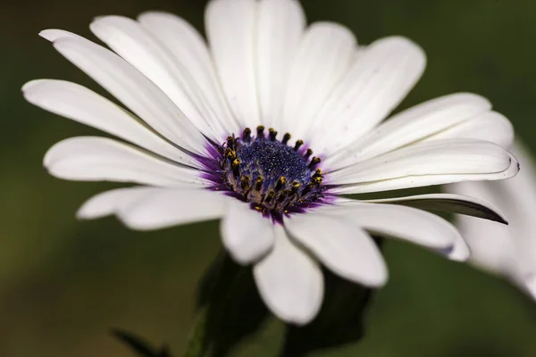 Belles Fleurs Dans Jardin — Photo