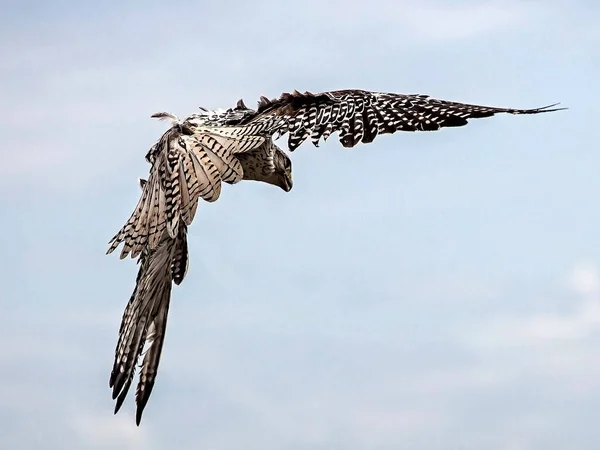 Beautiful Bird Flying Sky — Stock Photo, Image