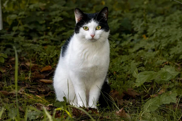 草の中の猫動物 — ストック写真