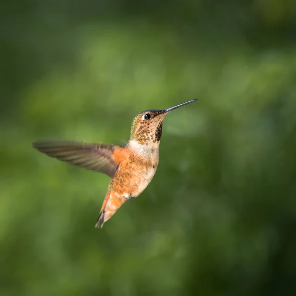 Hermoso Pájaro Naturaleza Flora Fauna —  Fotos de Stock