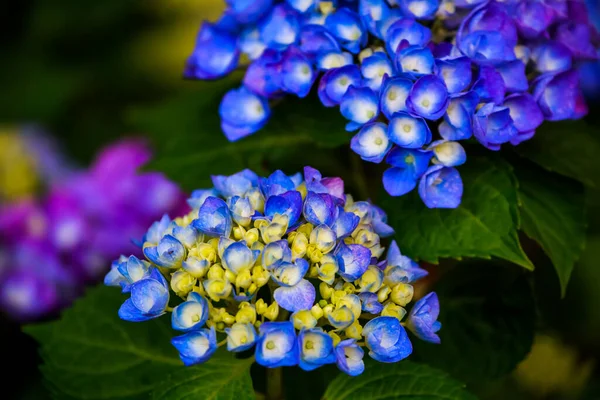 Botaniczne Ujęcie Piękne Kwiaty — Zdjęcie stockowe