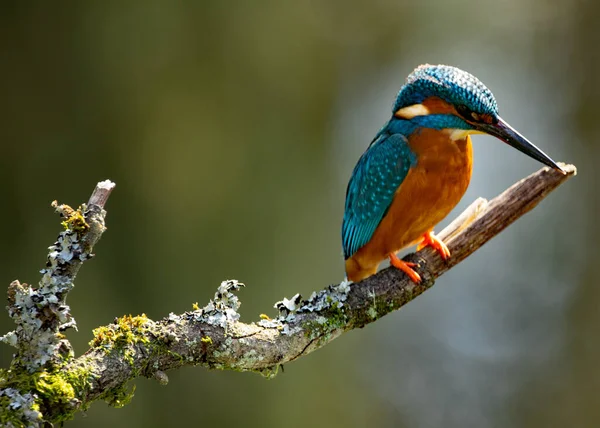 Nahaufnahme Eines Kleinen Vogels — Stockfoto