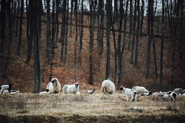 Herd White Sheep Forest — Stock Photo, Image