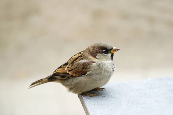 Sparrow Sitter Gren — Stockfoto