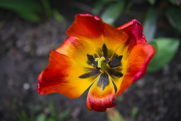 Wunderschöne Blume Die Garten Flora Und Fauna Wächst — Stockfoto