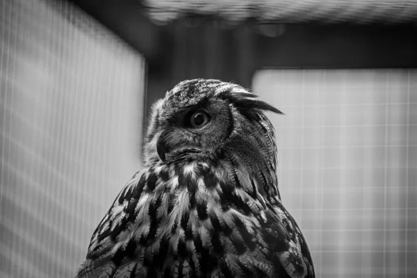 Черно Белое Фото Птицы — стоковое фото