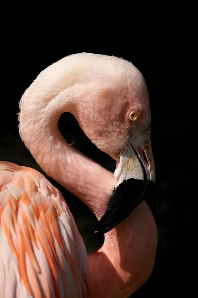 Roze Flamingo Phoenicopterus Ruber Pelecanus Onocrotalus Vogel Kariboon Zuid Afrika — Stockfoto