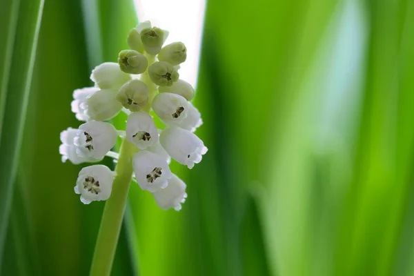 Bellissimo Fiore Bianco Giardino — Foto Stock