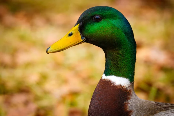 Bonito Pato Lago — Fotografia de Stock