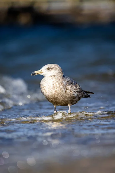 Gaivota Praia — Fotografia de Stock