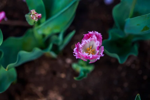 Plan Botanique Belles Fleurs — Photo