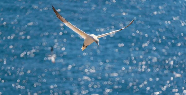 Möwe Fliegt Meer — Stockfoto