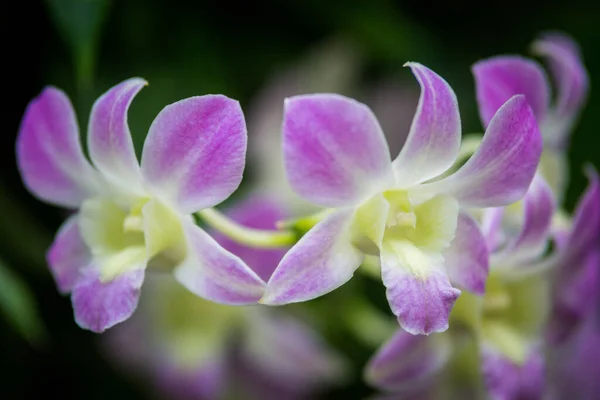 Schöne Blumen Wachsen Garten — Stockfoto