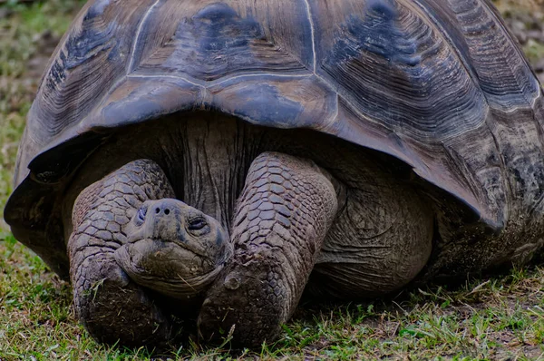 Close Tortoise Grass — Stock Photo, Image