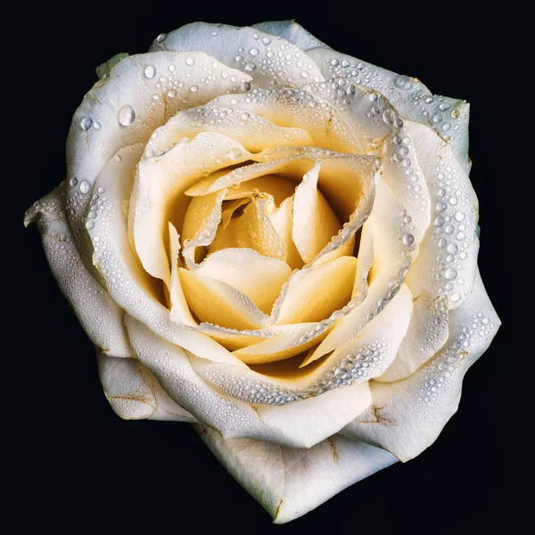 Siyah Arkaplanda Izole Edilmiş Güzel Beyaz Gül Çiçeği — Stok fotoğraf