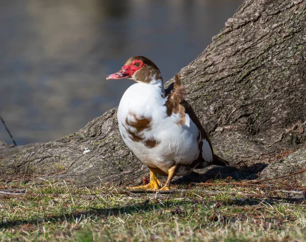 Detailní Záběr Krásné Bílé Husy Vodě — Stock fotografie