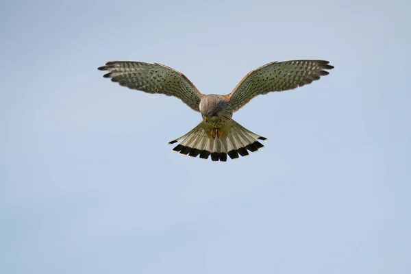 Pássaro Voando Céu — Fotografia de Stock