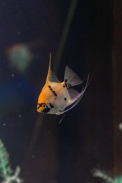 Beautiful Underwater World Fish — Stock Photo, Image