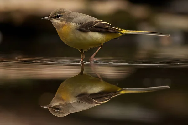 Большая Синица Alcedo Atthis Ветке — стоковое фото