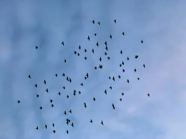 Flock Fåglar Som Flyger Skyn — Stockfoto